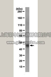 merck millipore,默克密理博,MAC112,Anti-S•Tag™ fusion protein Antibody