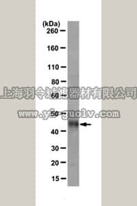 merck millipore,默克密理博,MAC113,Anti-T7•Tag fusion protein Antibody