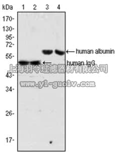 merck millipore,默克密理博,MAC115,Anti-human Albumin Antibody, clone 8F6F9