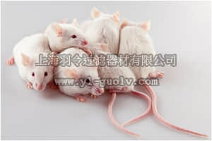 merck millipore,默克密理博,MR-015P-5D,EmbryoMax M2 Medium (1X), Powdered, with phenol red, 250ml