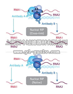 merck millipore,默克密理博,17-10523,EZ-Magna Nuclear RIP™ (Native)Nuclear RNA-Binding Protein Immunoprecipitation Kit