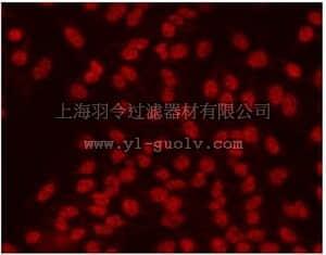 merck millipore,默克密理博,NA02,Anti-2,2,7-Trimethylguanosine Mouse mAb (K121)