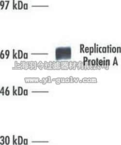 merck millipore,默克密理博,NA13,Anti-Replication Protein A (Ab-1) Mouse mAb (RPA70-9)