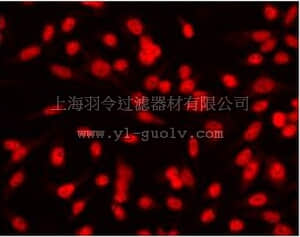 merck millipore,默克密理博,NA19L,Anti-Replication Protein A (Ab-3) Mouse mAb (RPA34-20)