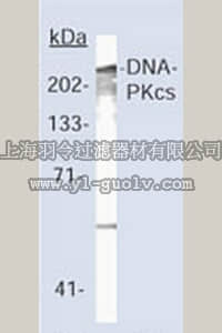 merck millipore,默克密理博,NA57,Anti-DNA-PK (Ab-2) Mouse mAb (18-2)