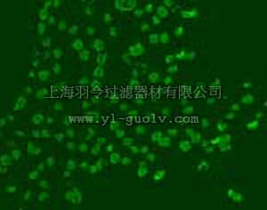 merck millipore,默克密理博,NA61,Anti-BrdU (Ab-3) Mouse mAb (Mobu-1)
