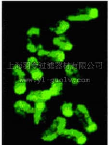 merck millipore,默克密理博,NA81,Anti-5-Methylcytosine Mouse mAb (162 33 D3)