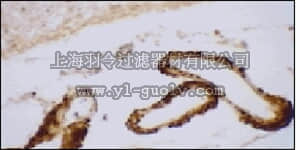 merck millipore,默克密理博,NE1004,Anti-Apolipoprotein E Mouse mAb (E6D7)