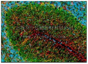 merck millipore,默克密理博,NE1015,Anti-Glial Fibrillary Acidic Protein Cocktail Mouse mAb (SMI-22)
