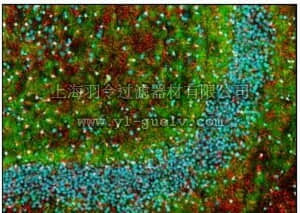 merck millipore,默克密理博,NE1019,Anti-Myelin Basic Protein Mouse mAb (SMI-99)