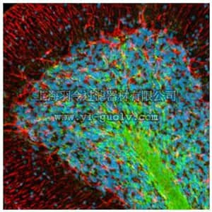 merck millipore,默克密理博,NE1020,Anti-Myelin CNPase Mouse mAb (SMI-91)