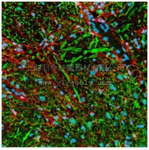 merck millipore,默克密理博,NE1022,PhosphoDetect™ Anti-Neurofilament H Mouse mAb (SMI-31)