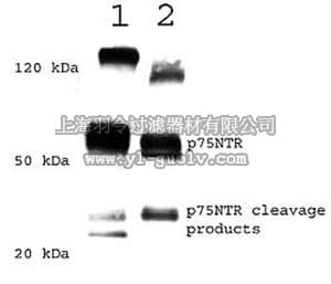 merck millipore,默克密理博,NE1024,Anti-p75 Neurotrophin Receptor Rabbit pAb