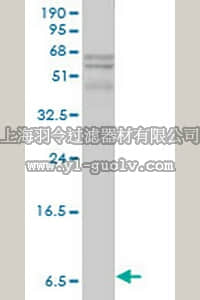 merck millipore,默克密理博,NE1037,Anti-APOC1 Mouse mAb (2E2-1A3)