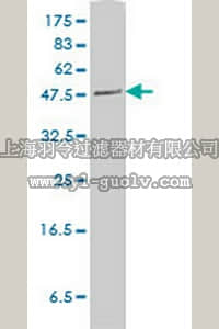 merck millipore,默克密理博,NE1040,Anti-PLTP Mouse mAb (2F3-G4)