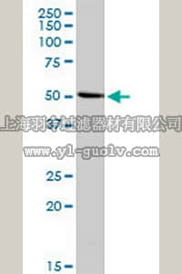merck millipore,默克密理博,NE1042,Anti-INHBA Rabbit pAb