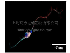 merck millipore,默克密理博,NS330,Milli-Mark™ ChromaPan Neuronal Marker-OMC