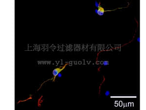merck millipore,默克密理博,NS340,Milli-Mark™ ChromaPan Neuronal Marker-ORC