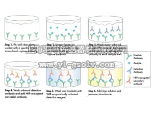 merck millipore,默克密理博,NS400,α-Synuclein ELISA Kit