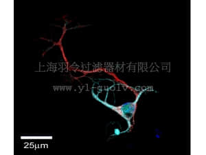 merck millipore,默克密理博,NS420,Milli-Mark™ ChromaPan Neuronal Marker
