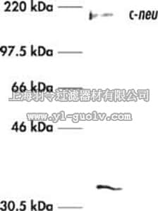 merck millipore,默克密理博,OP15,Anti-c-ErbB2/c-Neu (Ab-3) Mouse mAb (3B5)