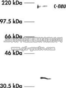merck millipore,默克密理博,OP15L,Anti-c-ErbB2/c-Neu (Ab-3) Mouse mAb (3B5)
