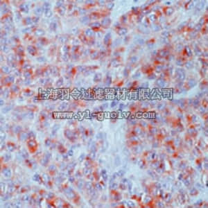 merck millipore,默克密理博,OP171,Anti-CD63 Mouse mAb (NKI/C-3)