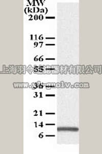 merck millipore,默克密理博,OP180,Anti-Noxa Mouse mAb (114C307)