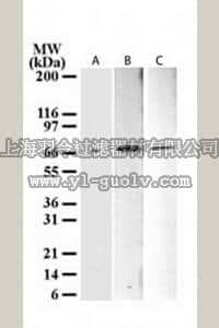 merck millipore,默克密理博,OP181,Anti-ΔNp73 Mouse mAb (38C674)