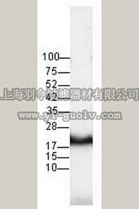 merck millipore,默克密理博,OP25,Anti-c-N-ras (Ab-1) Mouse mAb (F155-227)