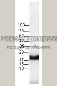 merck millipore,默克密理博,OP40,Anti-Pan-Ras (Ab-3) Mouse mAb (RAS 10)