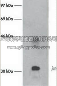 merck millipore,默克密理博,OP55,Anti-c-Jun/AP-1 (Ab-3) Mouse mAb (76)