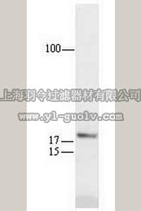 merck millipore,默克密理博,OP64,Anti-p21WAF1 (Ab-1) Mouse mAb (EA10)