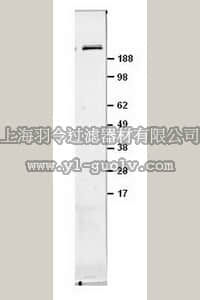 merck millipore,默克密理博,OP97,Anti-mTOR/FRAP (Ab-2) Mouse mAb (22C2)