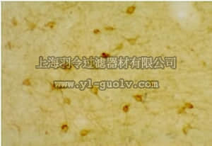 merck millipore,默克密理博,PC176,Anti-Serotonin 2A (5-HT2A) Receptor (22-41) Rabbit pAb