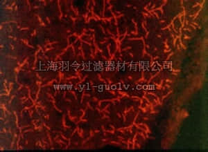 merck millipore,默克密理博,PC177L,Anti-Serotonin (5-HT) Transporter (602-622) Rabbit pAb
