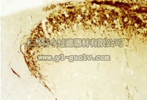merck millipore,默克密理博,PC205L,Anti-Calcitonin Gene Related Peptide (CGRP) Rabbit pAb