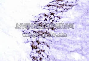 merck millipore,默克密理博,PC213L,Anti-GABA Rabbit pAb