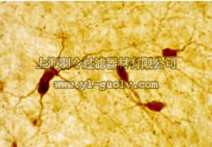 merck millipore,默克密理博,PC223L,Anti-Neuropeptide Y Rabbit pAb