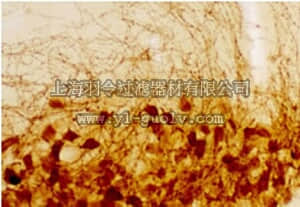merck millipore,默克密理博,PC234L,Anti-Vasopressin Rabbit pAb