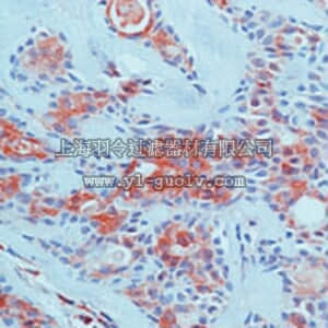 merck millipore,默克密理博,PC315,Anti-VEGF (Ab-4) Rabbit pAb
