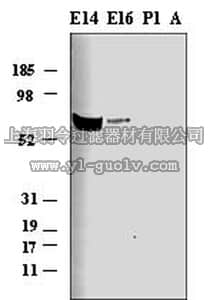 merck millipore,默克密理博,PC344,Anti-Netrin-1 (Ab-1) (557-568) Rabbit pAb