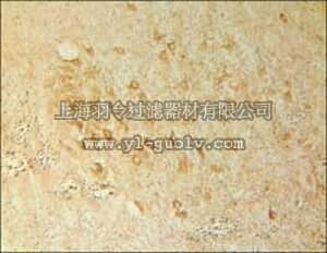 merck millipore,默克密理博,PC347,Anti-Serotonin 3 (5-HT₃) Receptor (444-457) Rabbit pAb