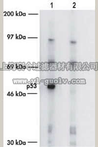 merck millipore,默克密理博,PC35,Anti-p53 (Ab-7) (Pantropic) Sheep pAb