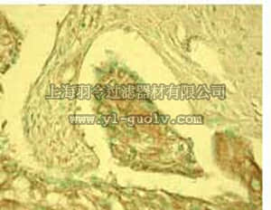 merck millipore,默克密理博,PC373,Anti-p40 (5-17) Rabbit pAb
