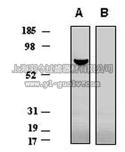 merck millipore,默克密理博,PC376,Anti-P2X4 Receptor (373-388) Rabbit pAb