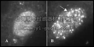 merck millipore,默克密理博,PC388,Anti-hMre-11 Rabbit pAb