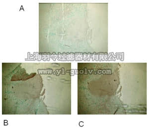 merck millipore,默克密理博,PC420,Anti-Capsaicin Receptor (Ab-1) (824-838) Rabbit pAb