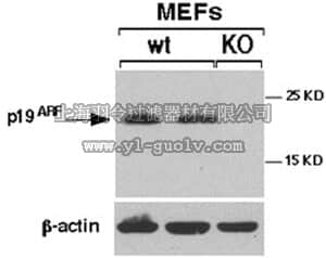 merck millipore,默克密理博,PC435,Anti-p19ARF (54-75) (Ab-1) Rabbit pAb