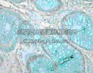 merck millipore,默克密理博,PC449,PhosphoDetect™ Anti-Tie2 (Ab-1) (pTyr1102/1108) Rabbit pAb